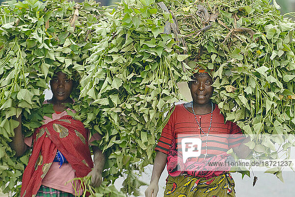 Women carry crops  on road from Gisenyi to Mutobo  Rwanda