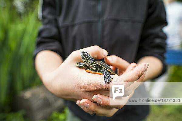 Biologist holds a Western Painted Turtle