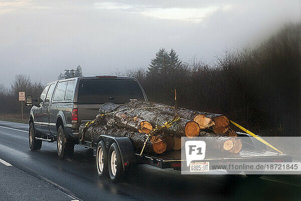 A large truck hauls several cut trees on a trailer on the highway near Seattle  Washington.