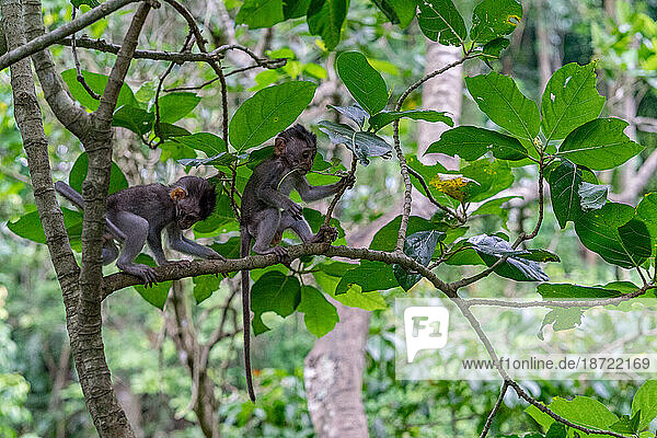 Baby monkeys ready for the next adventure