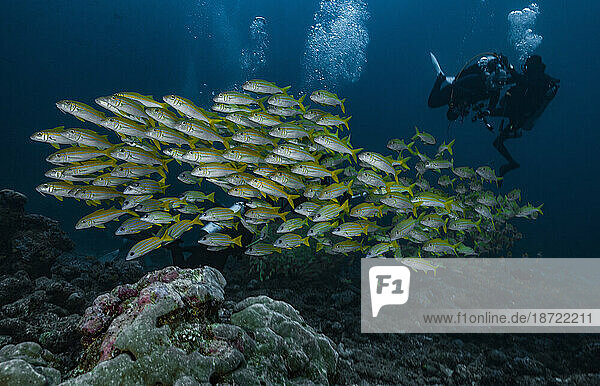 shoal of snapper clustered closely together in the Maldives