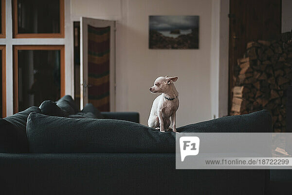quiet moment at home with small dog on couch by firewood and window