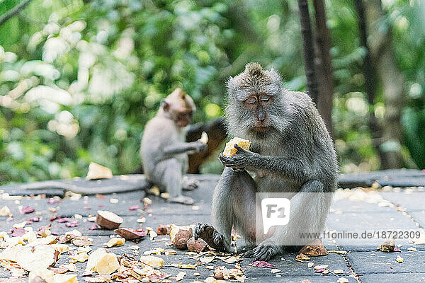 Balinese monkey eating lunch in the forest