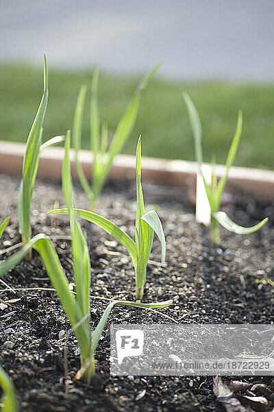 Organic garlic sprouts from the ground in a raised garden bed in a Seattle  Washington garden.