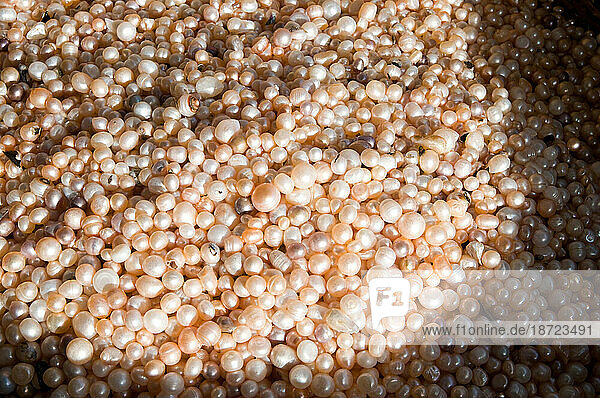 Freshwater Cultured Pearl Industry