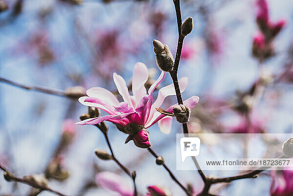 Close up of a flower on a magnolia tree in with blurred background.