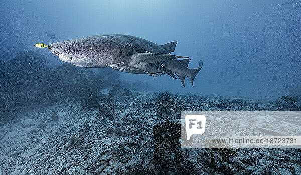 grey nurse shark with Remora fish in the Maldives