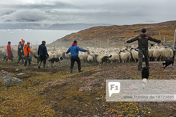Roundup of sheep for slaughter near Inneruulalik  Greenland