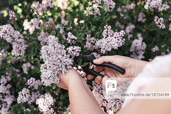 Close up woman cutting lilac flowers off of lilac shrub with pruners.
