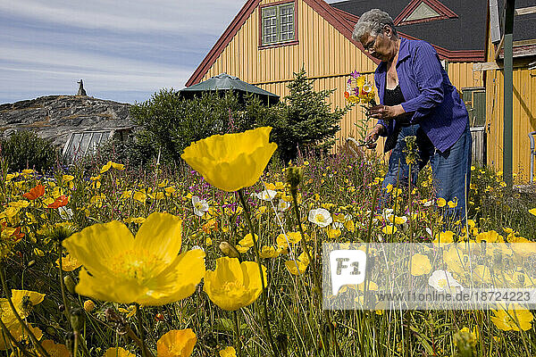 A woman picking poppies and willow herb cultivated in her garden  Nuuk  Greenland