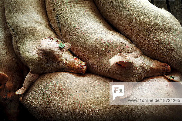 Cramped pigs on a North Carolina hog farm relating to large scale hog farming problems and concerns.