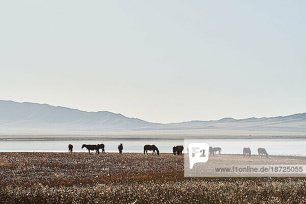 Silhouette horses standing on field  lake and hills on the background