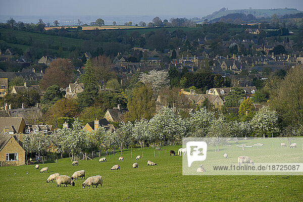 Sheep Graze near the village of Chipping Campden  in the Cotswold region of England.