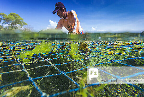 Seaweed farm.Sumbawa.Indonesia.