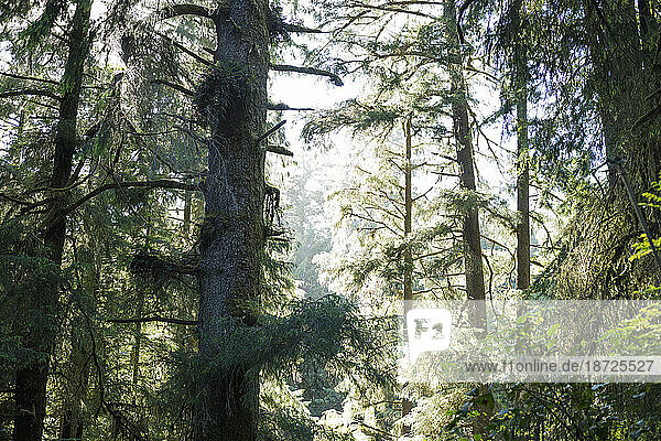Invasive Spanish Moss hanging on Redwoods in California