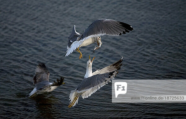Seagulls fight over a fish in mid-air in Cadiz  Andalusia  Spain.