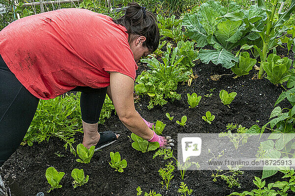 Rear view of a women working in her backyard vegetable garden.