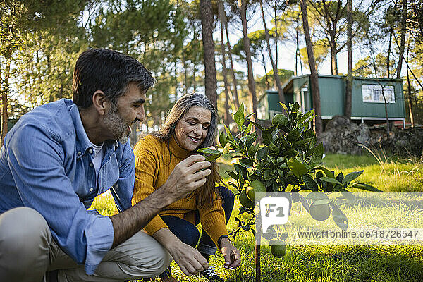 Mature couple examining small fruit tree in natural garden