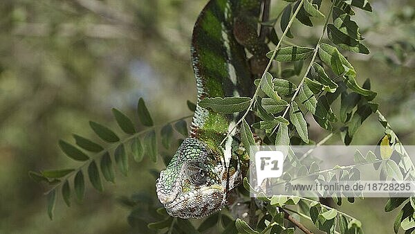Nahaufnahme eines hellgrünen Chamäleons  das an einem sonnigen Tag auf einem dünnen Ast zwischen grünen Blättern schaukelt. Pantherchamäleon (Furcifer pardalis)  Ansicht von unten  Odessa  Ukraine  Europa