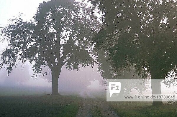 Bäume an einem Feldweg bei dichtem Nebel