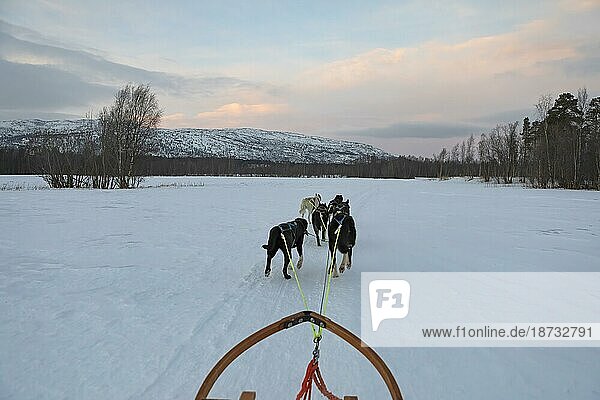 Huskies ziehen Schlitten durch winterlicher Landschaft  Alta  Ttroms og Finnmark  Norwegen  Europa