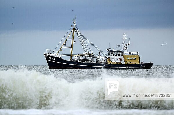 Garnelenfischer  Krabbenfischer in Strandnähe  mit Brandung  Insel Texel  Nordsee  Nordholland  Niederlande  Europa