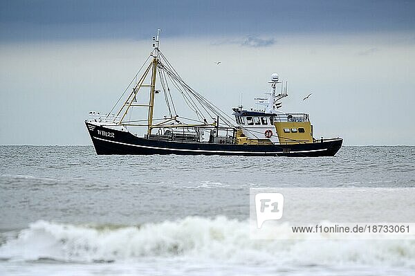 Garnelenfischer  Krabbenfischer in Strandnähe  mit Brandung  Insel Texel  Nordsee  Nordholland  Niederlande  Europa