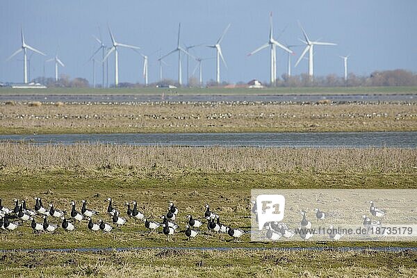 Flock of barnacle geese (Branta leucopsis) foraging on wetland in front of wind turbines of windfarm  Germany  Europe