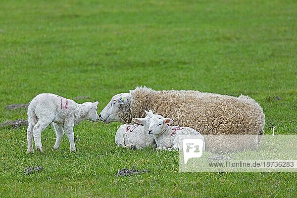 Domestic sheep ewe with three white lambs resting huddled together in field  pasture