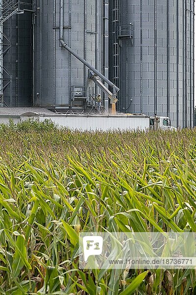 Martin  Michigan  Ein LKWfährer lädt Mais aus einem Getreidesilo im Westen Michigans