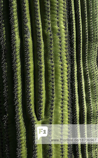 USA  Arizona  Tucson  Close-up of green cactus with rows on thorns