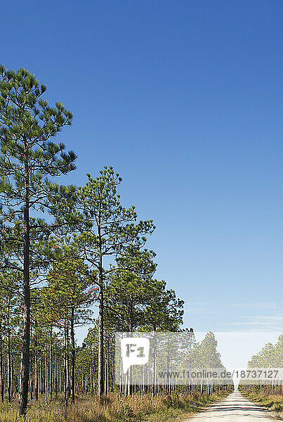 USA  North Carolina  Hampstead  Tall pine trees and footpath on sunny day