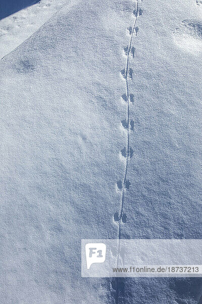 Close-up of animals tracks in snow