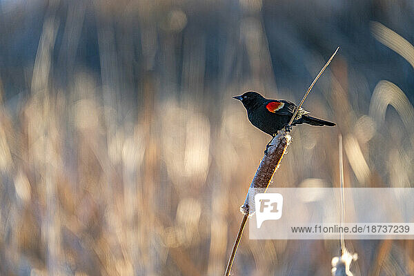 USA  Idaho  Bellevue  Red winged blackbird perching on cattail