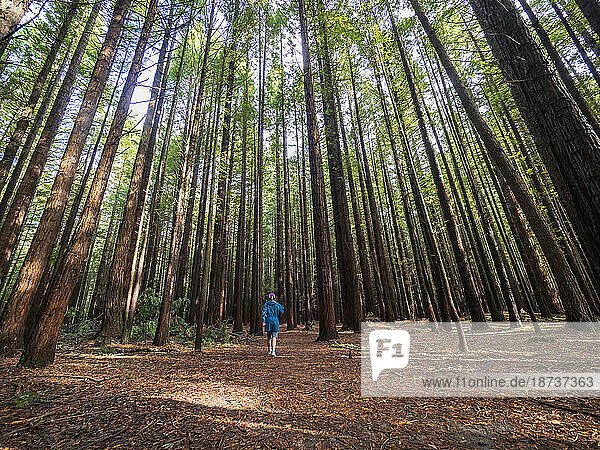 New Zealand  Bay of Plenty  Rotorua  Person hiking in redwood forest