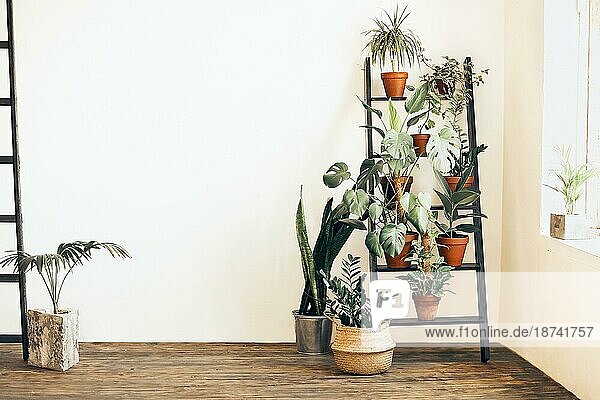 Verschiedene frische Pflanzen in Töpfen auf Leiter in der Nähe von beige Wand in gemütlichen Raum zu Hause platziert
