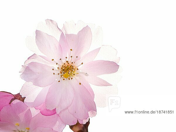 Frühlingshafte Szenerie  eine schöne rosa Kirschblüte