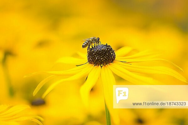 Biene in einem Blumenbeet mit gelben Blüten (Echinacea) selektiver Fokus