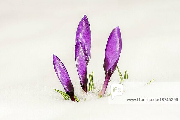 Nahaufnahme von lila Krokusblüten im Schnee mit selektivem Fokus