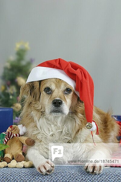 Mischlingshund mit Nikolausmütze zur Weihnachtszeit