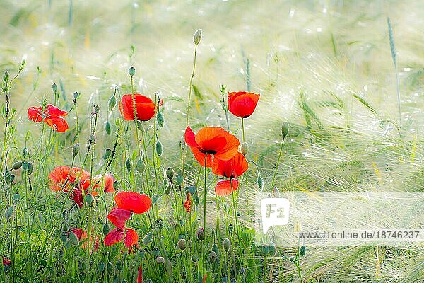 Rote Mohnblumen in einem Maisfeld  selektiver Fokus mit geringer Schärfentiefe