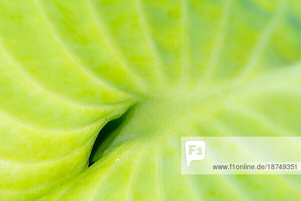 Nahaufnahme eines grünen Blattes einer Hosta Pflanze mit geringer Tiefenschärfe