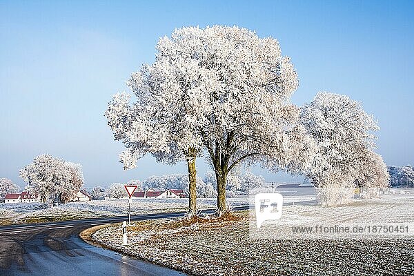 Landstraße in einer Winterlandschaft mit vereisten Bäumen (Bayern) Deutschland