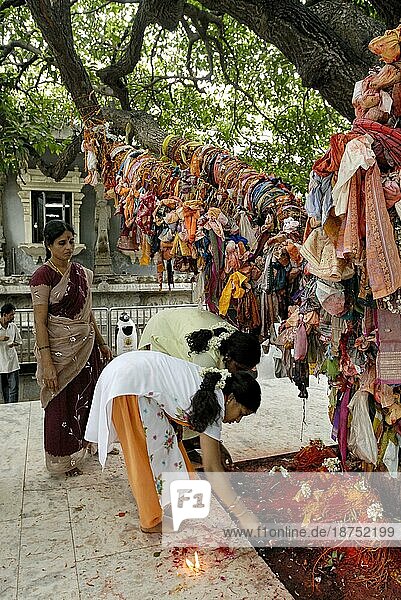 Verehrung des Baumes im Sri Kalahasti-Tempel  Andhra Pradesh Pilger kommen mit ihren unverheirateten Töchtern zum Kalahastishvara-Tempel in der Hoffnung  daß eine spezielle Pooja im Tempel ihnen hilft  einen guten Ehemann zu finden  Sri Kalahasti gilt auch als Navagraha Sthala  der Rahu und Kethu gewidmet ist