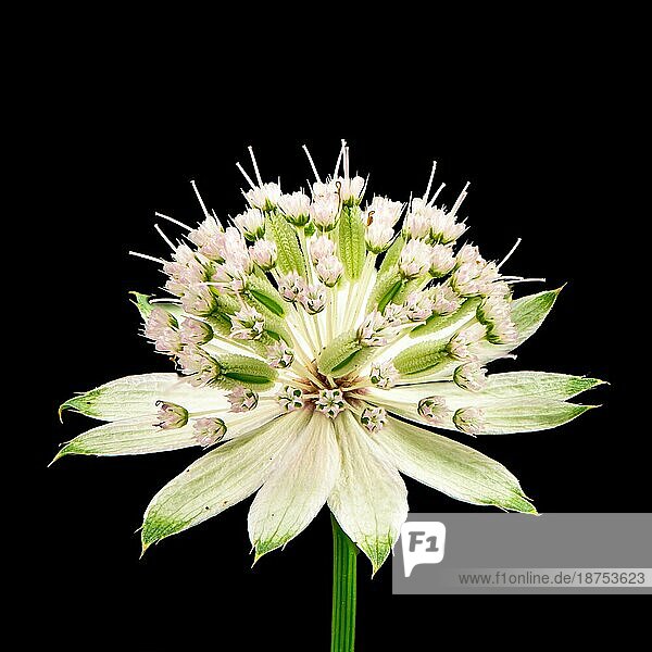 Blüte einer Meisterwurz (Astranatia) mit schwarzem Hintergrund