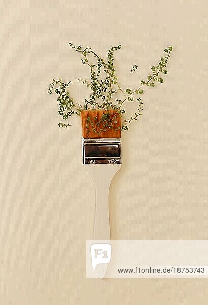 Frühlingssymbol. Kreative Komposition von Pinsel mit weißem Griff und Pflanze mit grünen kleinen Blättern auf beige Studio Hintergrund mit Kopie Raum  flach legen Bild. Kreative minimale Kunst Konzept