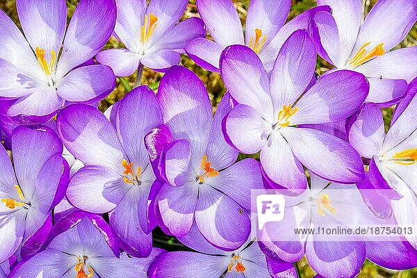 Nahaufnahme von lila Krokusblüten Blüten