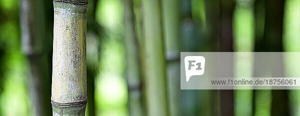 Bambus grüner Wald Hintergrund