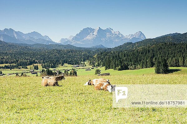 Glückliche Kühe auf einer Wiese in den bayerischen Alpen