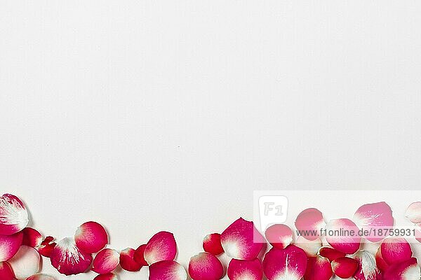 Hübsche Rosenblüten. Auflösung und hohe Qualität schönes Foto